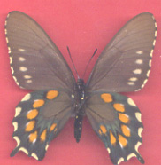Battus hirsutus abberant (Internet Image property of respective owner, non-commercial use only)